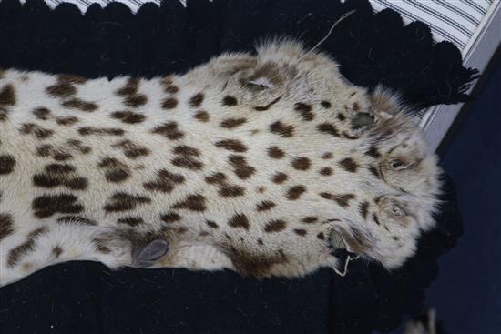 A taxidermic leopard skin rug, with label Vaningen & Vaningen Mysore, L.260cm